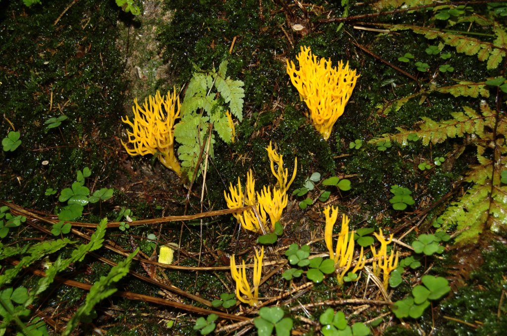 Yellow_Stagshorn-small.jpg